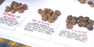 Vitkovčani slave ORAH – VOĆKU ČUDNOVATU (VIDEO)