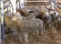 Ovčarska proizvodnja Delta agrara na farmi Vražogrnac (VIDEO)