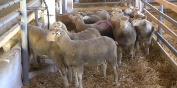 Ovčarska proizvodnja Delta agrara na farmi Vražogrnac (VIDEO)