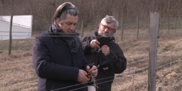 Sveti Trifun u knjaževačkom vinogorju (VIDEO)