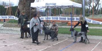 Oko 300 pasa na Međunarodnoj izložbi svih rasa “CACIB 2022.” u Zaječaru (VIDEO)