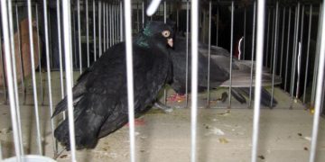 Izložba sitnih životinja za vikend u Velikom Izvoru