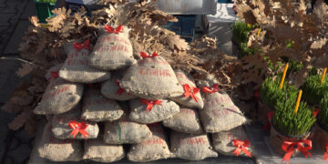 Danas je Badnji dan, unose se badnjaci, a trpeza je posna (VIDEO)