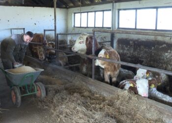 Poljoprivreda – strateška grana privrede opštine Boljevac (VIDEO)