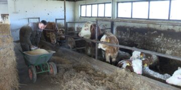 Poljoprivreda – strateška grana privrede opštine Boljevac (VIDEO)