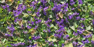 Proleće stiže 20. marta