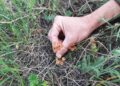 Na Malkoj Golaji otkrivena retka i zaštićena biljna vrsta – Velika mužica (VIDEO)