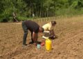 Danilo iz Štitarca proizvodi papriku na tradicionalan i zdrav način (VIDEO)