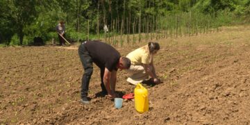 Danilo iz Štitarca proizvodi papriku na tradicionalan i zdrav način (VIDEO)