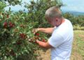 Dobar rod višanja u knjaževačkom kraju (VIDEO)