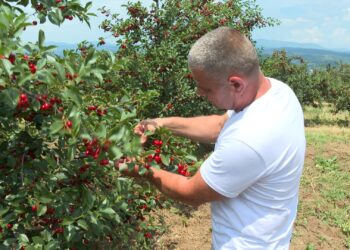 Dobar rod višanja u knjaževačkom kraju (VIDEO)