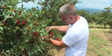 Dobar rod višanja u knjaževačkom kraju (VIDEO)