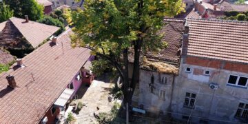 Opasna profesija koja čuva bezbednost građana – arboristi (VIDEO)